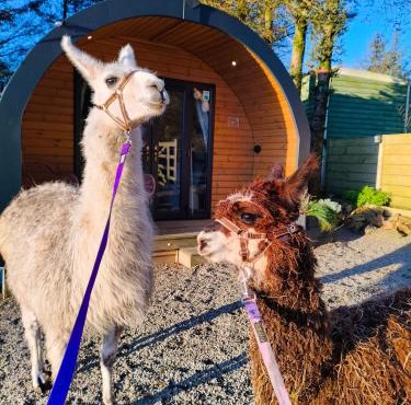 little peru luxury pods and alpaca farm in Crosshill