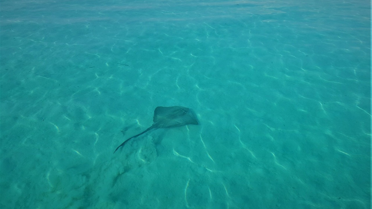 Photo of Others in Kurendhoo