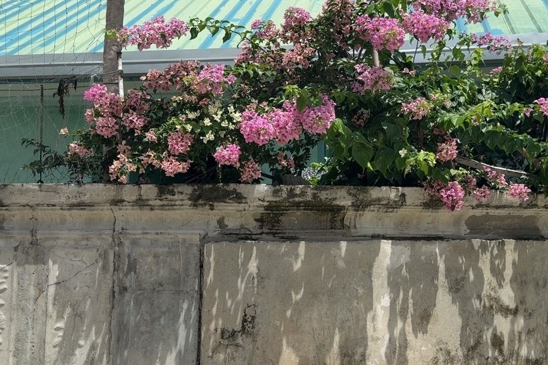 Photo of Outdoor in Kanditheemu