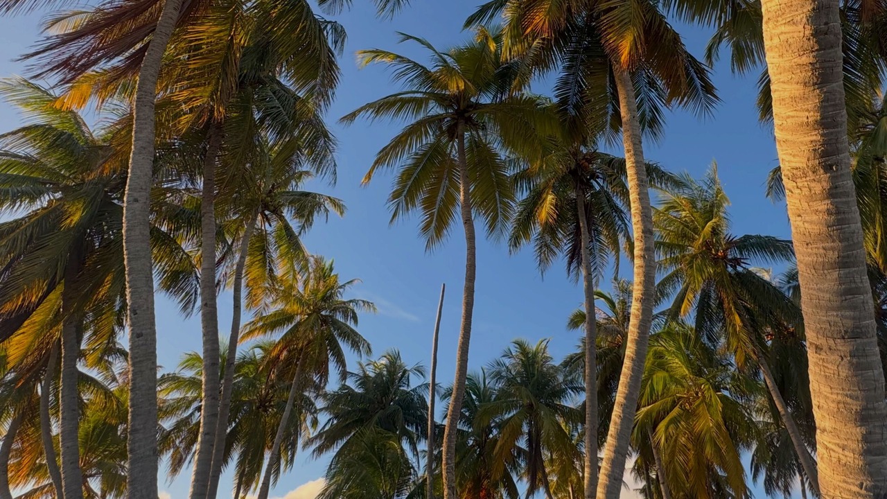 Photo of Others in Dharavandhoo