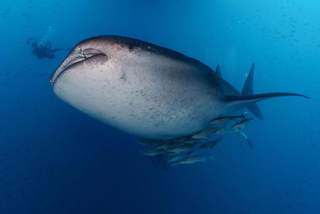 Photo of Others in Kendhoo
