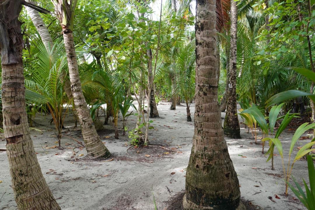 Photo of Others in Thinadhoo