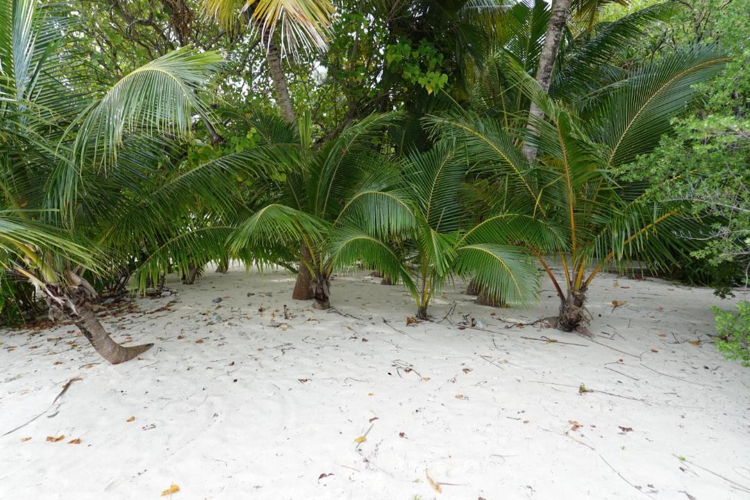 Photo of Others in Thinadhoo