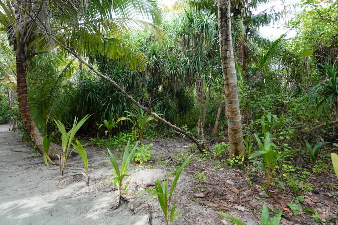 Photo of Others in Thinadhoo