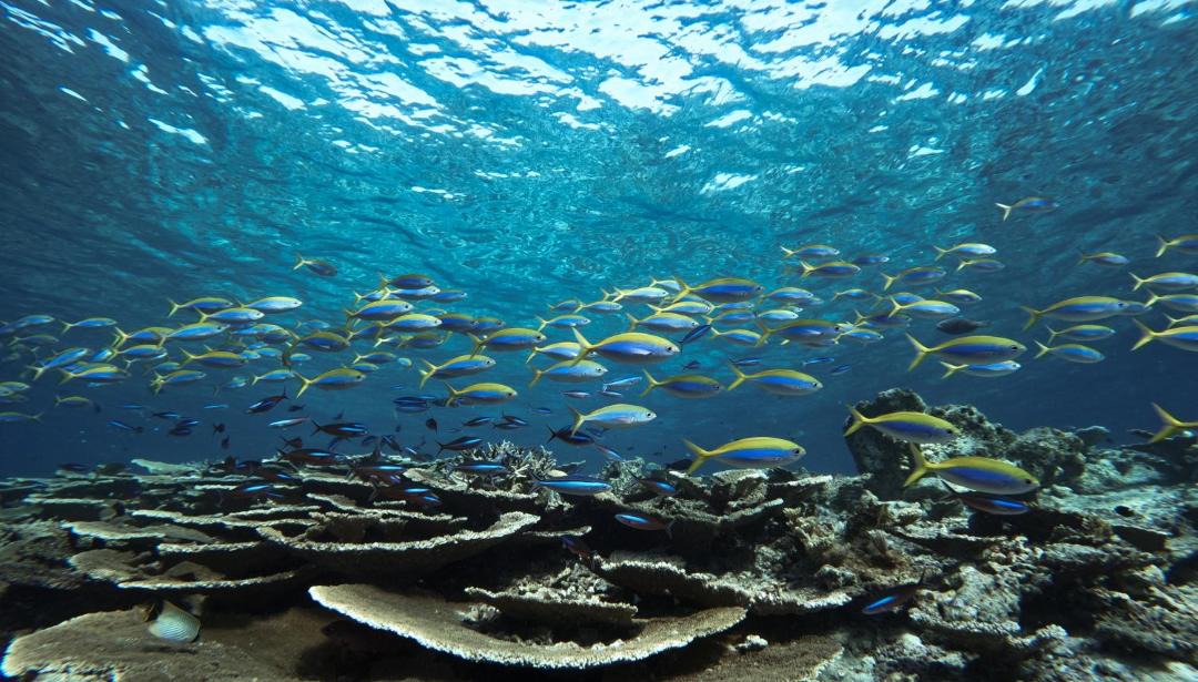 Photo of Others in Bandos Island