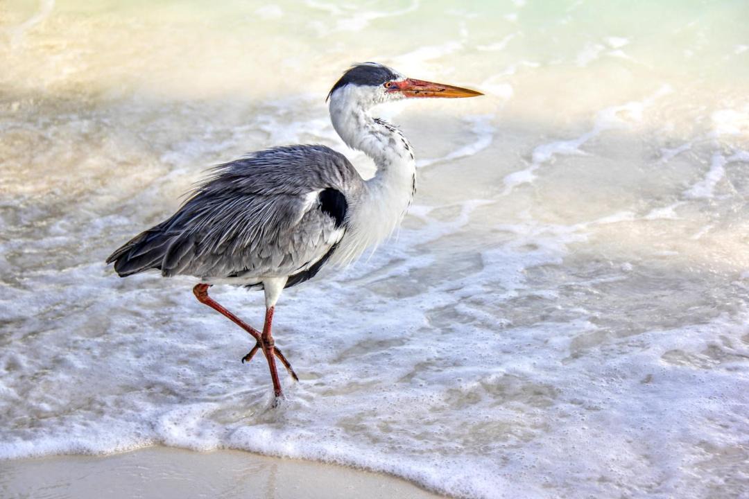 Photo of Others in Rasdhoo