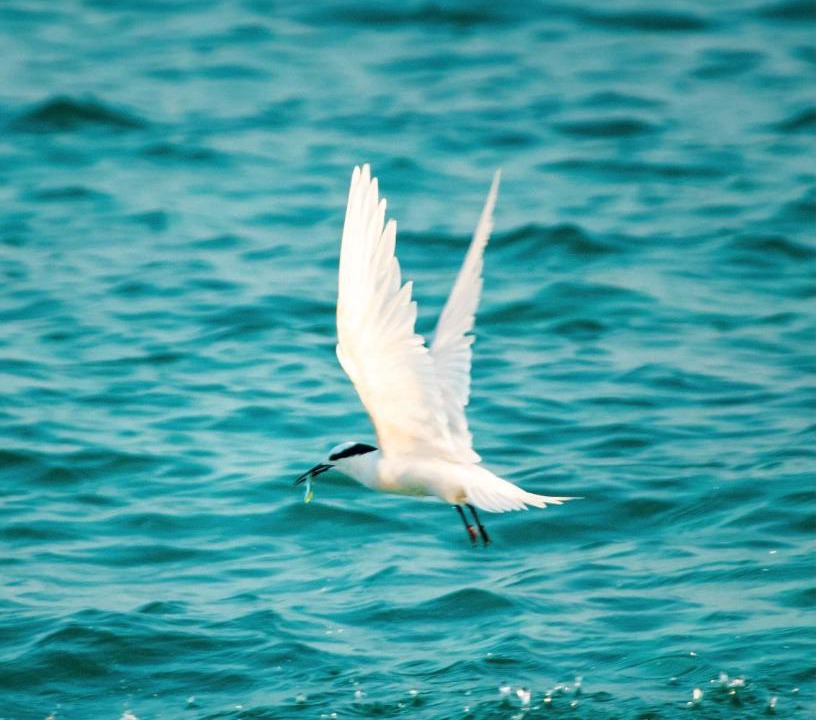Photo of Others in Rasdhoo