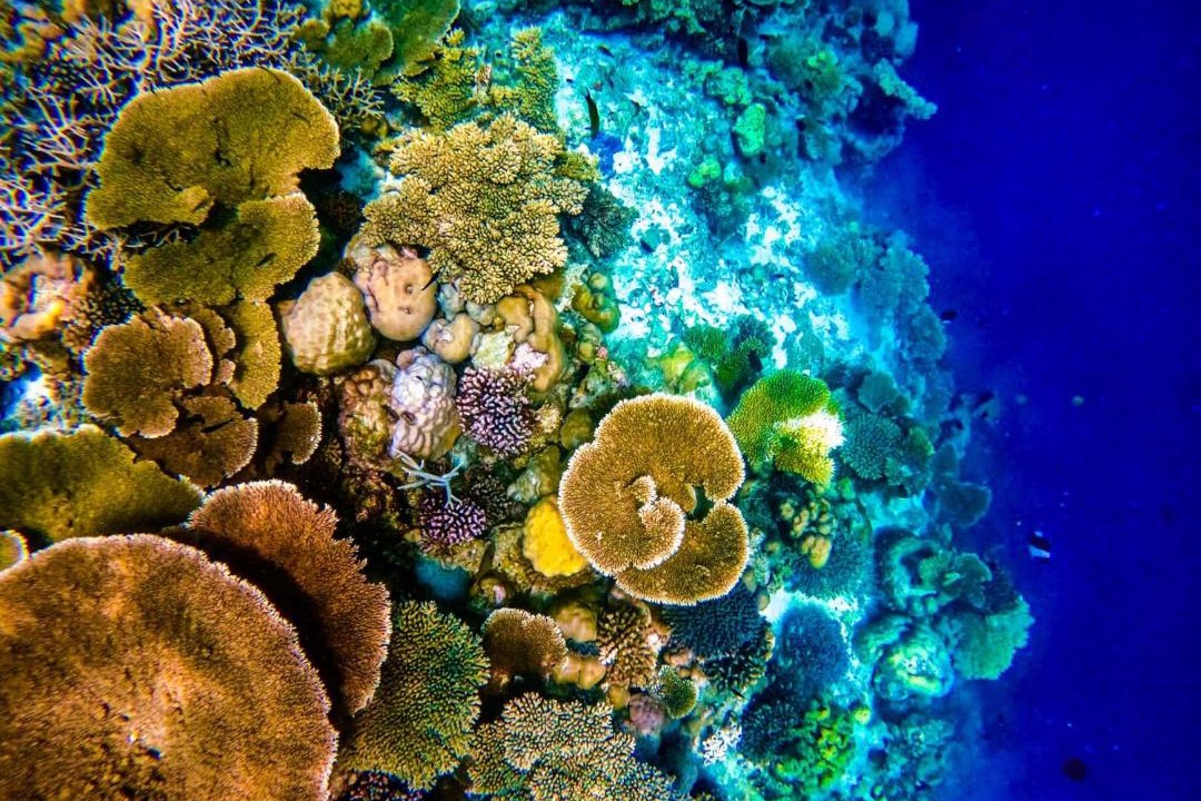 Photo of Others in Hulhumale