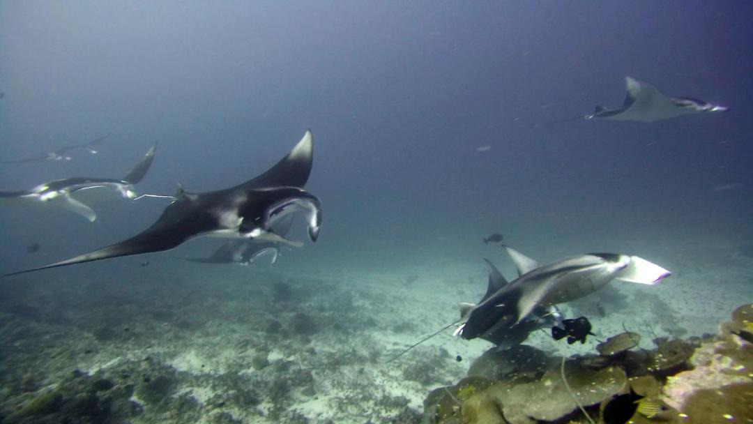 Photo of Others in Feydhoo