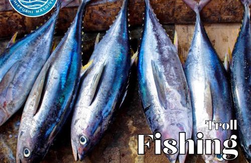 Dhiffushi Hotel | All Inclusive Stays by Excited Tours - Dhiffushi